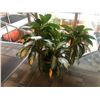 Image 1 : ALL ASSORTED PLANTS ON TOP FLOOR INC. STAIRCASE