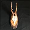 Image 1 : WALL MOUNTED GOAT SKULL