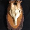 Image 2 : WALL MOUNTED GOAT SKULL