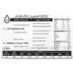 GMAR Capitalist H752