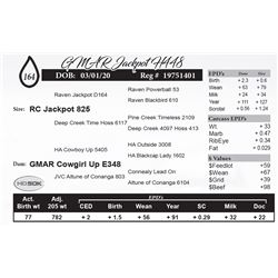 GMAR Jackpot H448