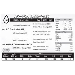 GMAR Capitalist H885