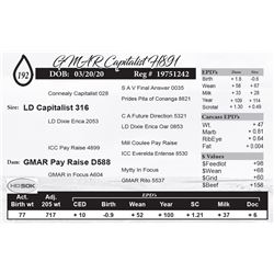 GMAR Capitalist H891