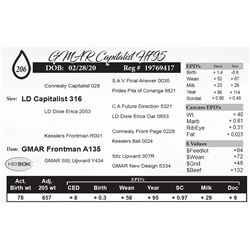 GMAR Capitalist H795