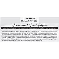 Commerical Bred Heifers - GROUP A