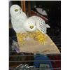 Image 1 : Snowy Owls Cat A