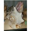 Image 1 : Sea shells Cat A