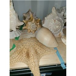 Sea Shells Cat A