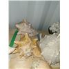 Image 2 : Sea Shells Cat A