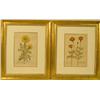 Image 1 : TWO FRAMED BOTANICAL PRINTS
