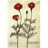 Image 2 : TWO FRAMED BOTANICAL PRINTS