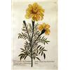 Image 3 : TWO FRAMED BOTANICAL PRINTS