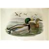 Image 4 : A GROUP OF FOUR FRAMED DUCK PRINTS