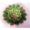 Image 2 : A CHELSEA POLYCHROME DECORATED LEAF FOR