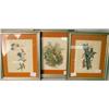 Image 1 : A GROUP OF THREE FRAMED BIRD PRINTS