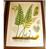 Image 2 : A GROUP OF FOUR POLYCHROME BOTANICAL PR