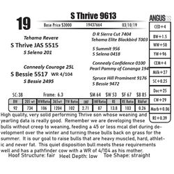S Thrive 9613