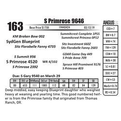 S Primrose 9646