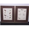 Image 1 : Antique Engravings: 18th C. Butterflies