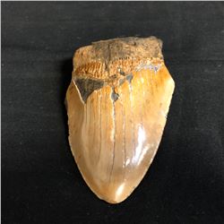 Genuine Megalodon Fossil Shark Tooth