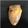 Image 1 : Genuine Megalodon Fossil Shark Tooth