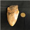 Image 2 : Genuine Megalodon Fossil Shark Tooth