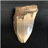 Image 1 : Genuine Megalodon Fossil Shark Tooth