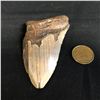 Image 2 : Genuine Megalodon Fossil Shark Tooth