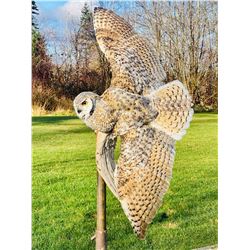 Flying Great Horned Owl Mount