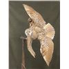 Image 2 : Flying Great Horned Owl Mount