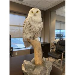 Snowy Owl Mount