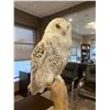 Image 2 : Snowy Owl Mount