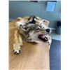 Image 8 : Deer Shoulder Mount in any pose