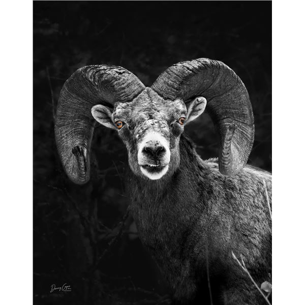 Bighorn Ram 11x14 print