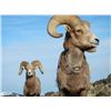 Image 1 : Bighorn Sheep Tracking Collar - "Raising awareness of Mycoplasma Ovipneumoniae"