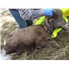 Image 2 : Bighorn Sheep Tracking Collar - "Raising awareness of Mycoplasma Ovipneumoniae"