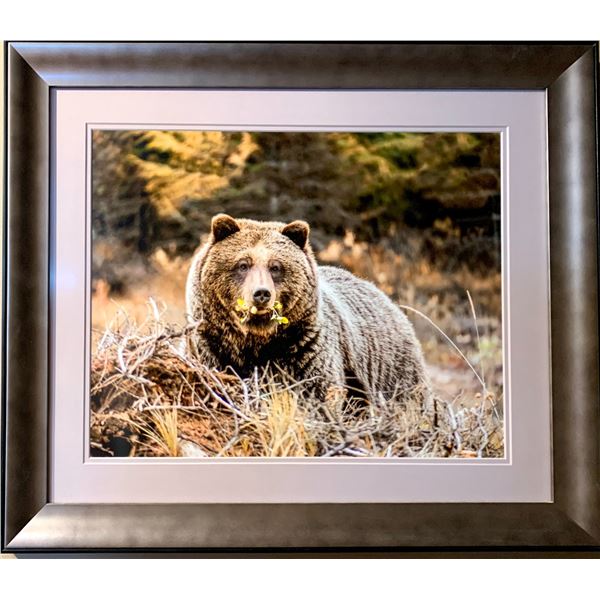 Grizzly Bear Print
