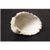 Image 4 : A Shell Art