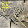 Image 4 : 1922-p Top 50 Vam 2c1 I3 R6 Peace Dollar $1 Grades Select Unc