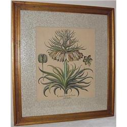 Botanical Engraving SKU 4326 #1240703