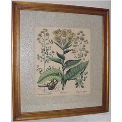 Botanical Engraving SKU 4325 #1240704