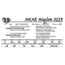 HKAR Waylon 0229