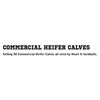 Image 1 : COMMERCIAL HEIFER CALVES