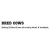 Image 1 : BRED COWS