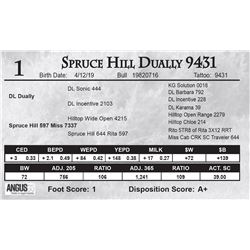 Spruce Hill Dually 9431