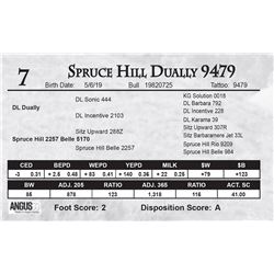Spruce Hill Dually 9479