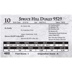 Spruce Hill Dually 9529