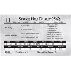 Spruce Hill Dually 9542