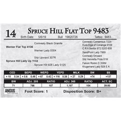 Spruce Hill Flat Top 9483