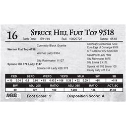 Spruce Hill Flat Top 9518